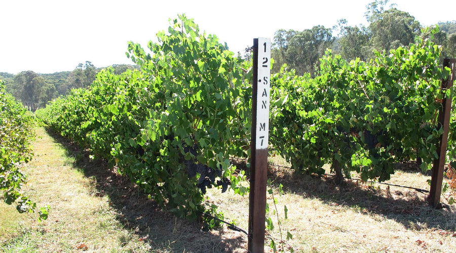 Why I Chose Italian Varietals