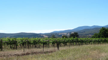 2019  King Valley Vintage Report
